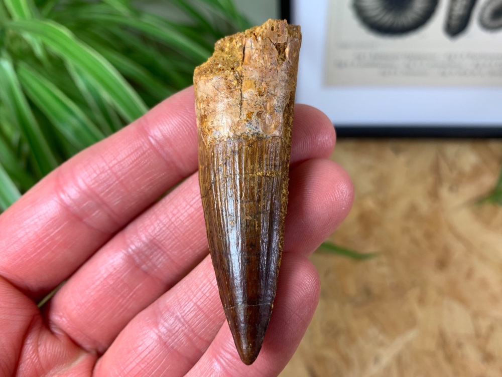 Spinosaurus Tooth - 2.63 inch #SP14