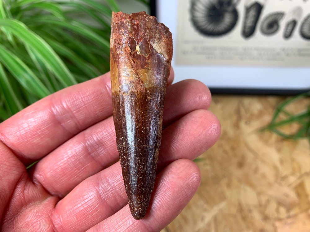 Spinosaurus Tooth - 2.97 inch #SP15