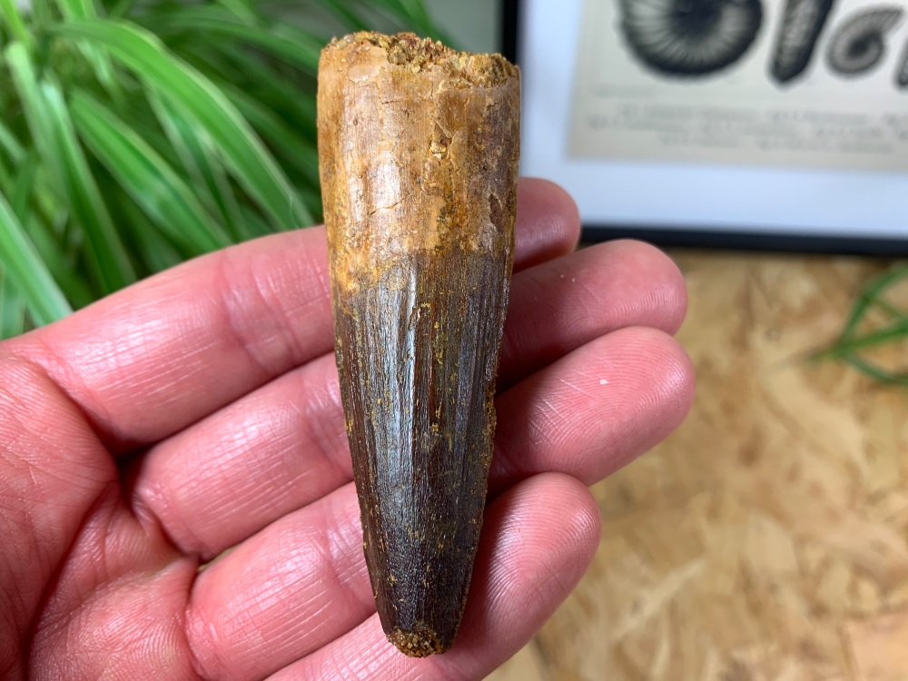 Spinosaurus Tooth - 2.94 inch #SP16