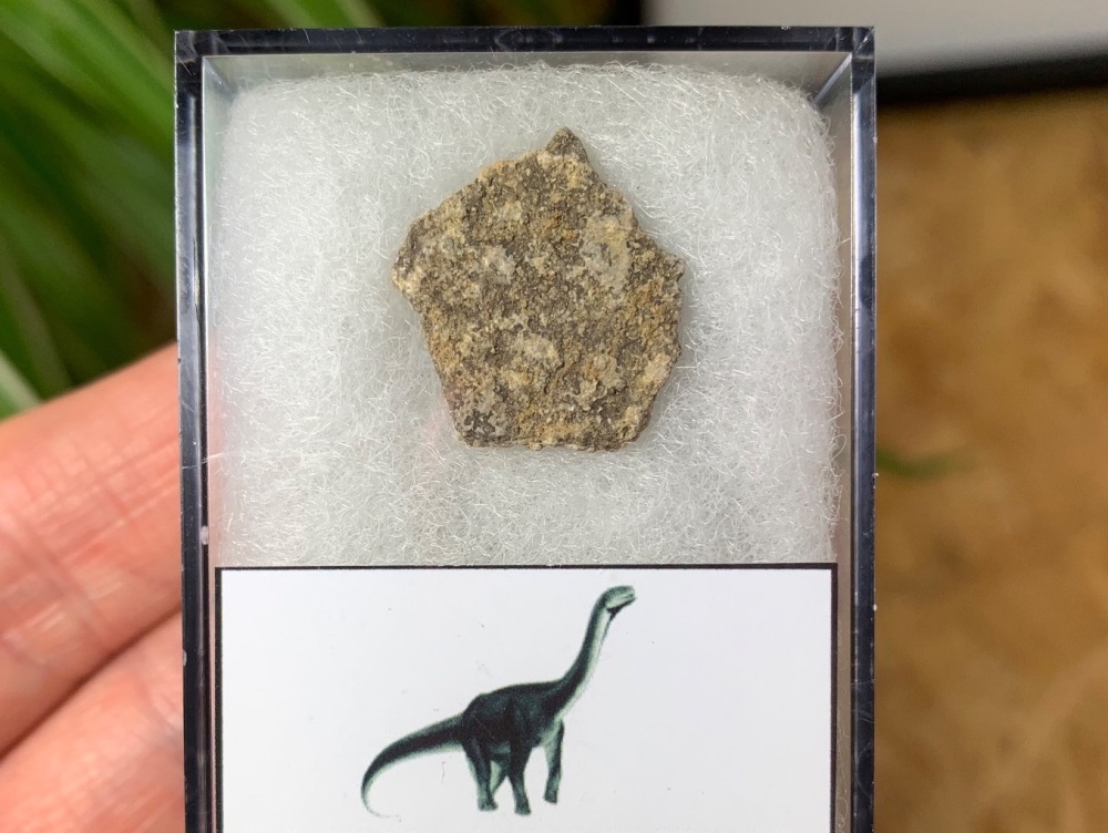 Titanosaur Sauropod Eggshell, France #08