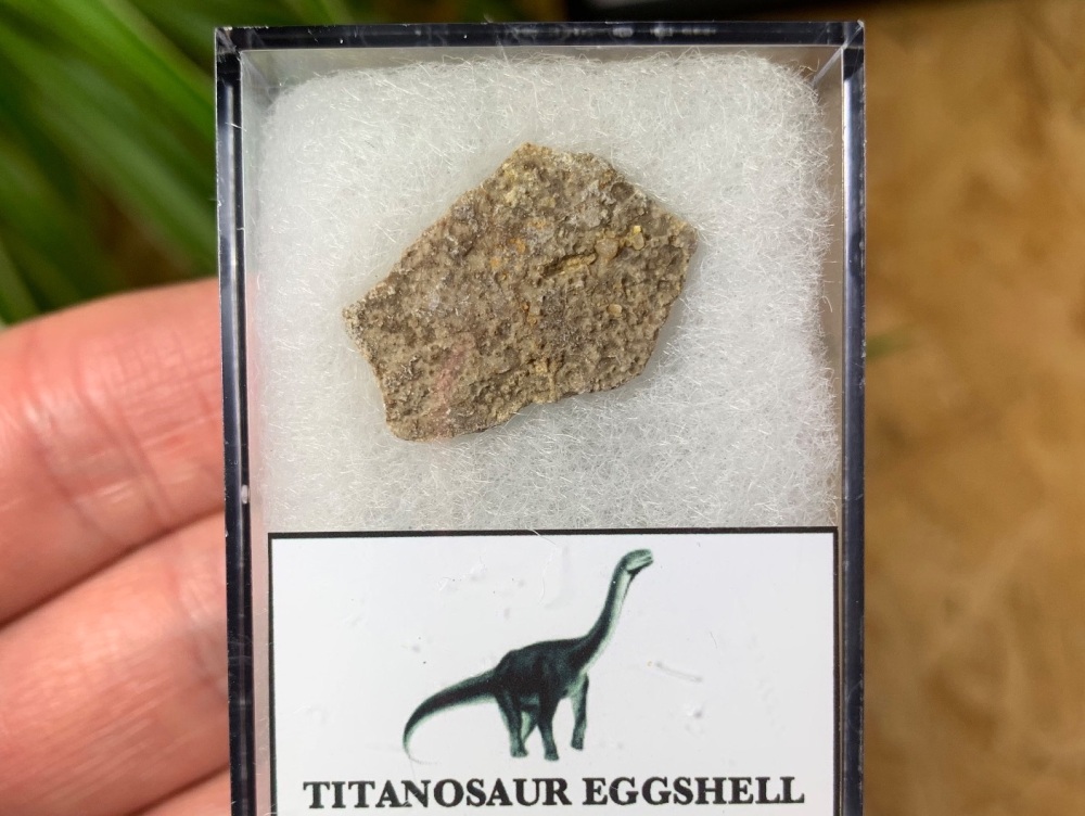 Titanosaur Sauropod Eggshell, France #11