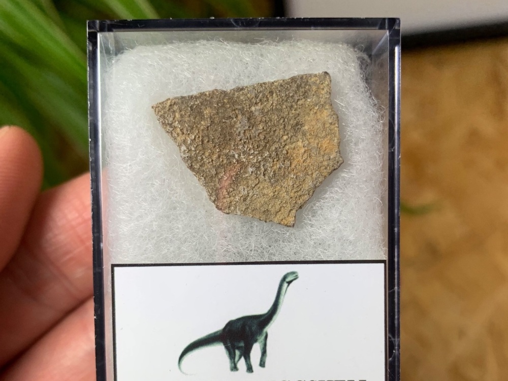 Titanosaur Sauropod Eggshell, France #13
