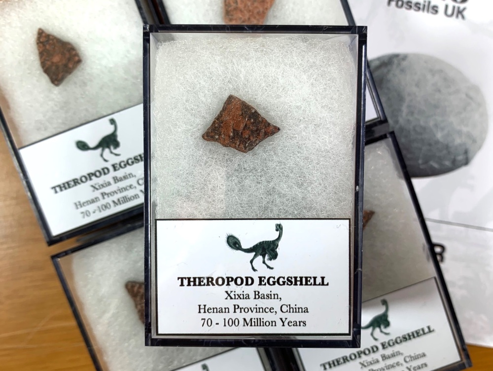 Theropod Dinosaur Eggshell