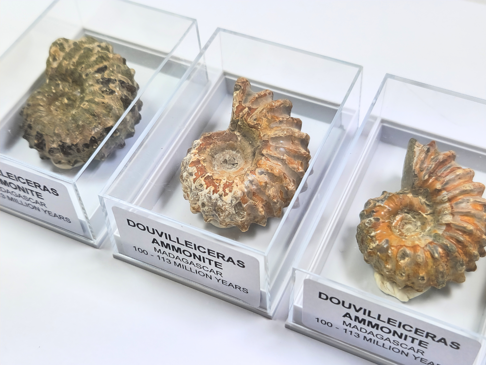Douvilleiceras Ammonites (4-5cm)