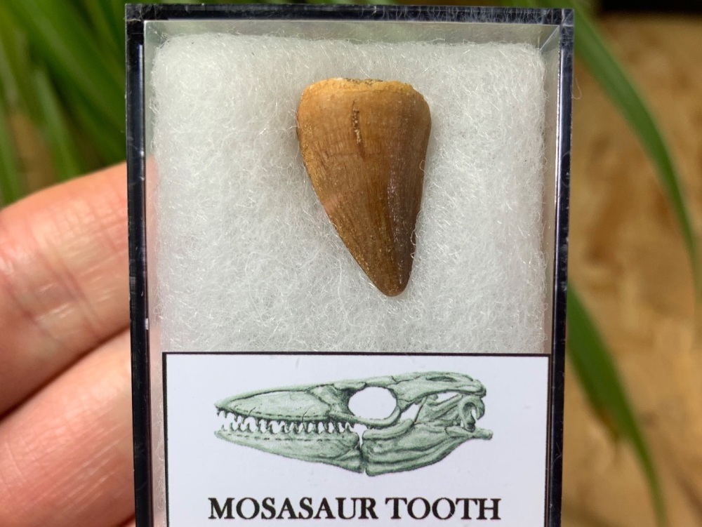 Mosasaur Tooth (0.75 inch) #16