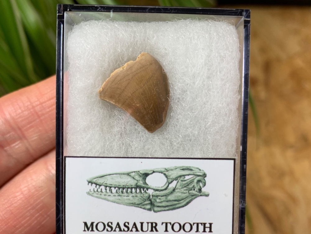 Mosasaur Tooth (0.88 inch) #19