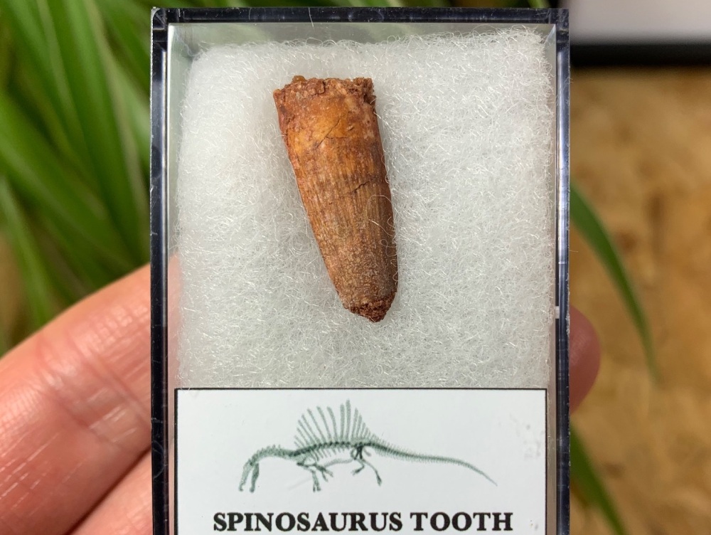Spinosaurus Tooth - 0.88 inch #SP17