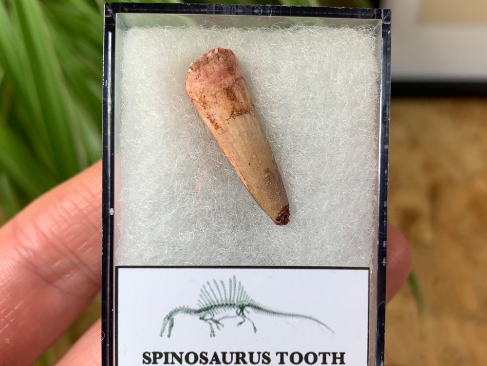 Spinosaurus Tooth - 1 inch #SP18