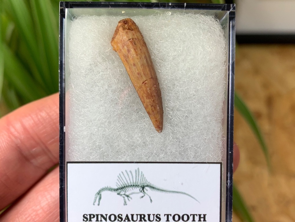 Spinosaurus Tooth - 1.03 inch #SP19