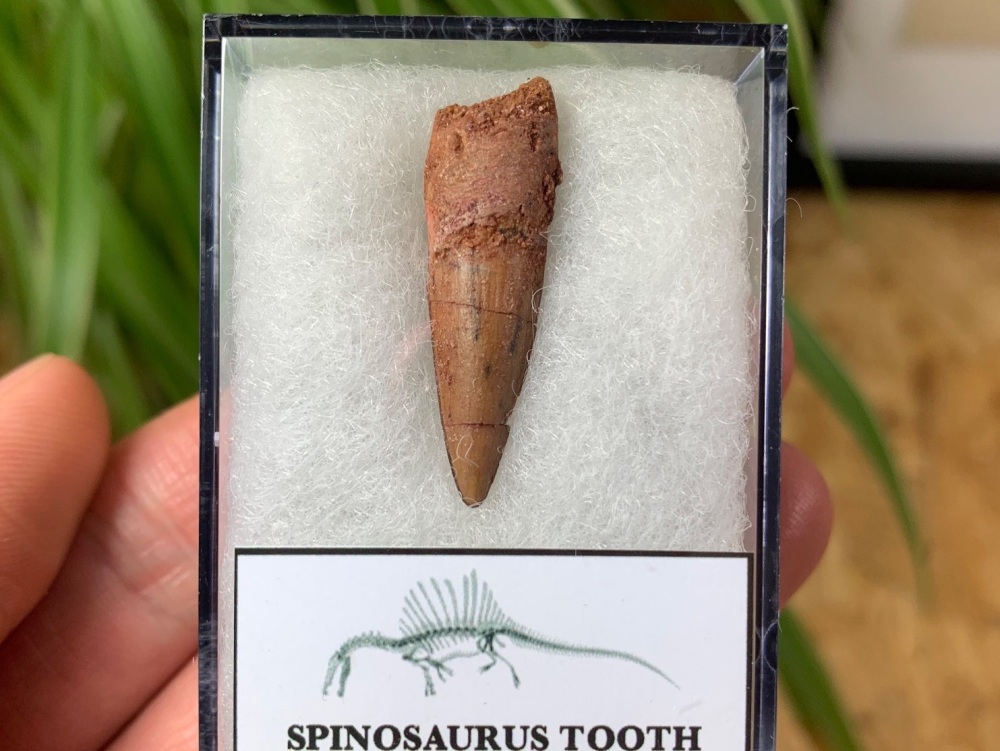 Spinosaurus Tooth - 1.13 inch #SP20
