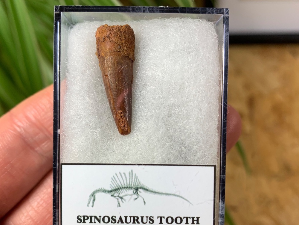 Spinosaurus Tooth - 0.97 inch #SP21