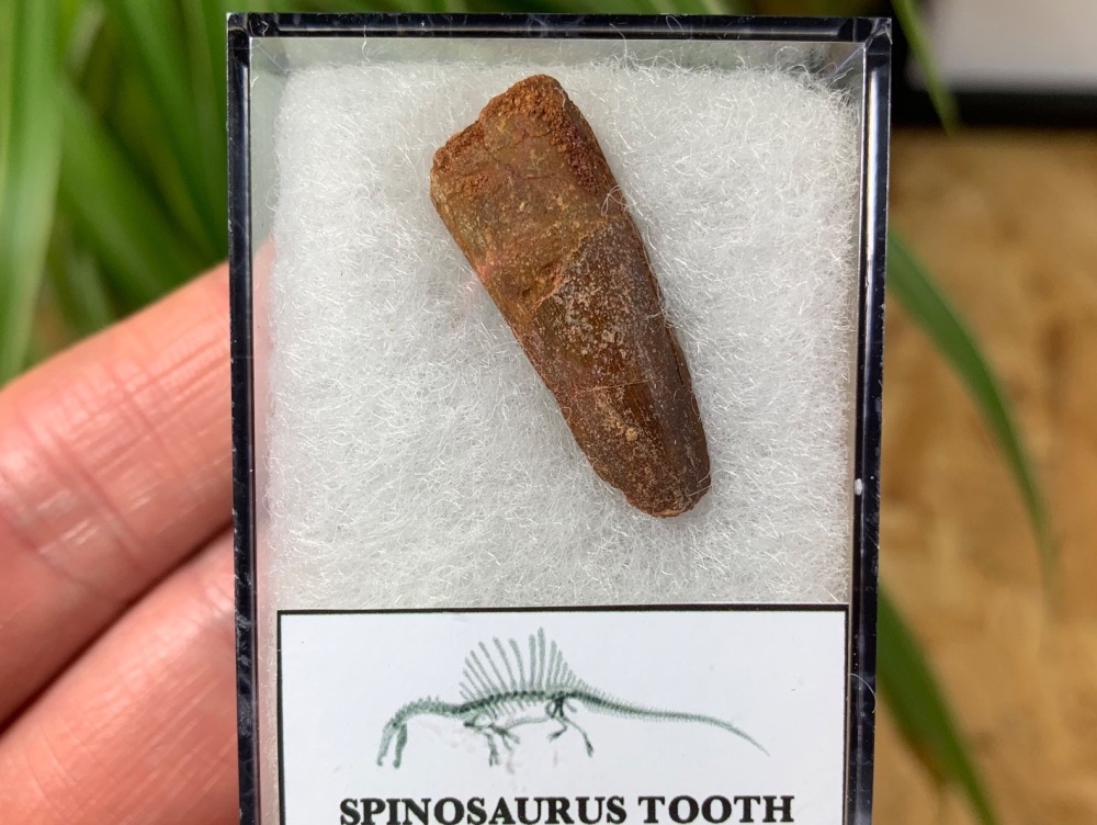 Spinosaurus Tooth - 1.03 inch #SP22