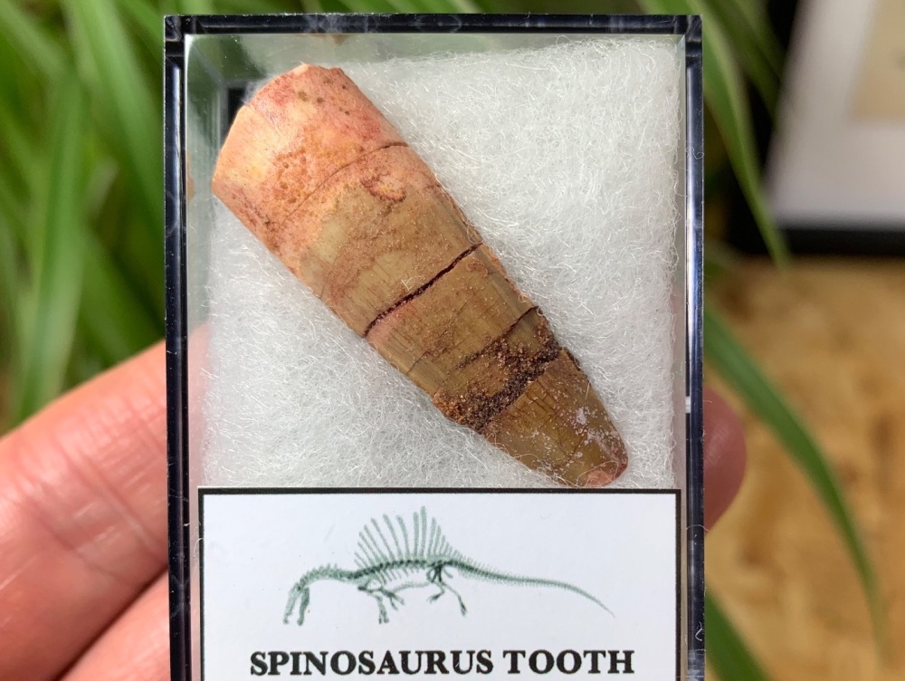 Spinosaurus Tooth - 1.5 inch #SP23