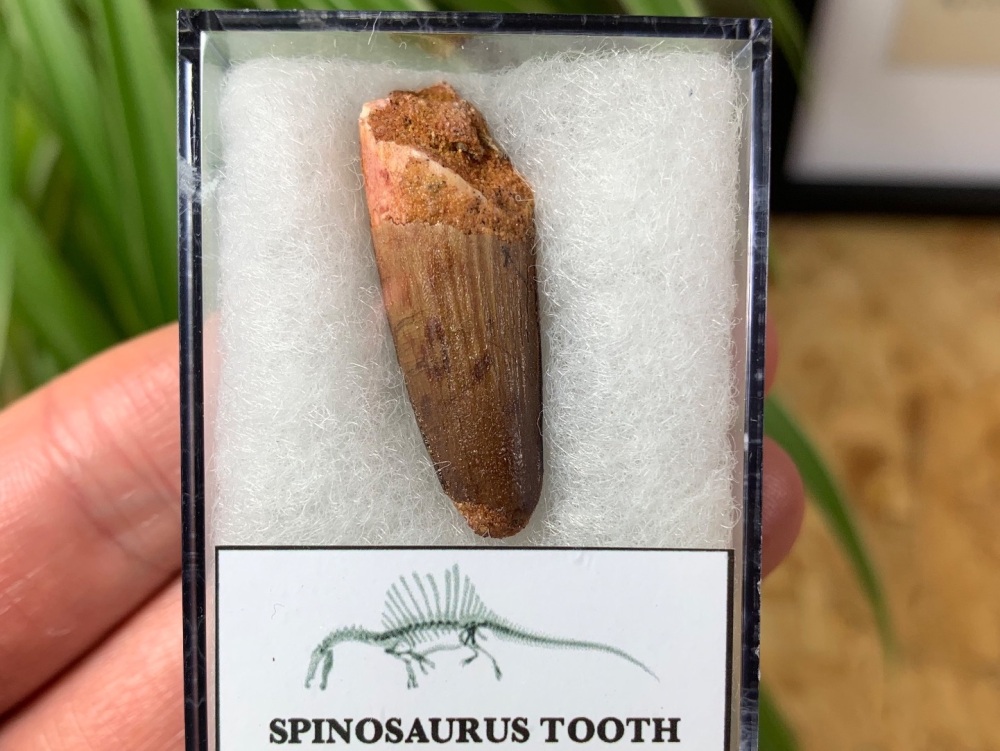 Spinosaurus Tooth - 1.31 inch #SP24