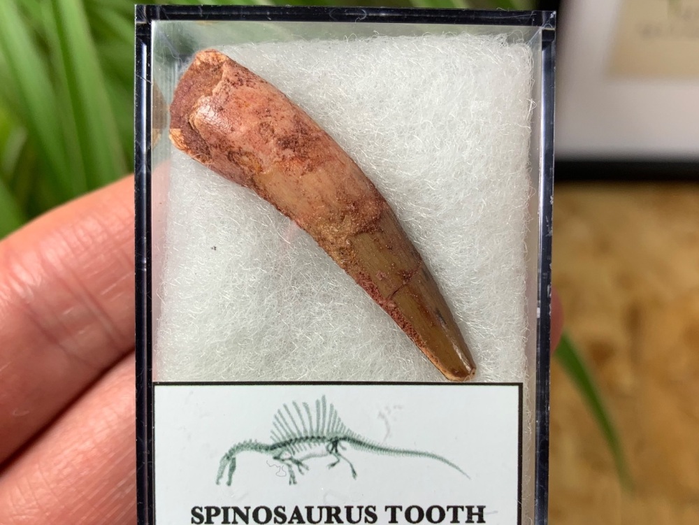 Spinosaurus Tooth - 1.56 inch #SP25