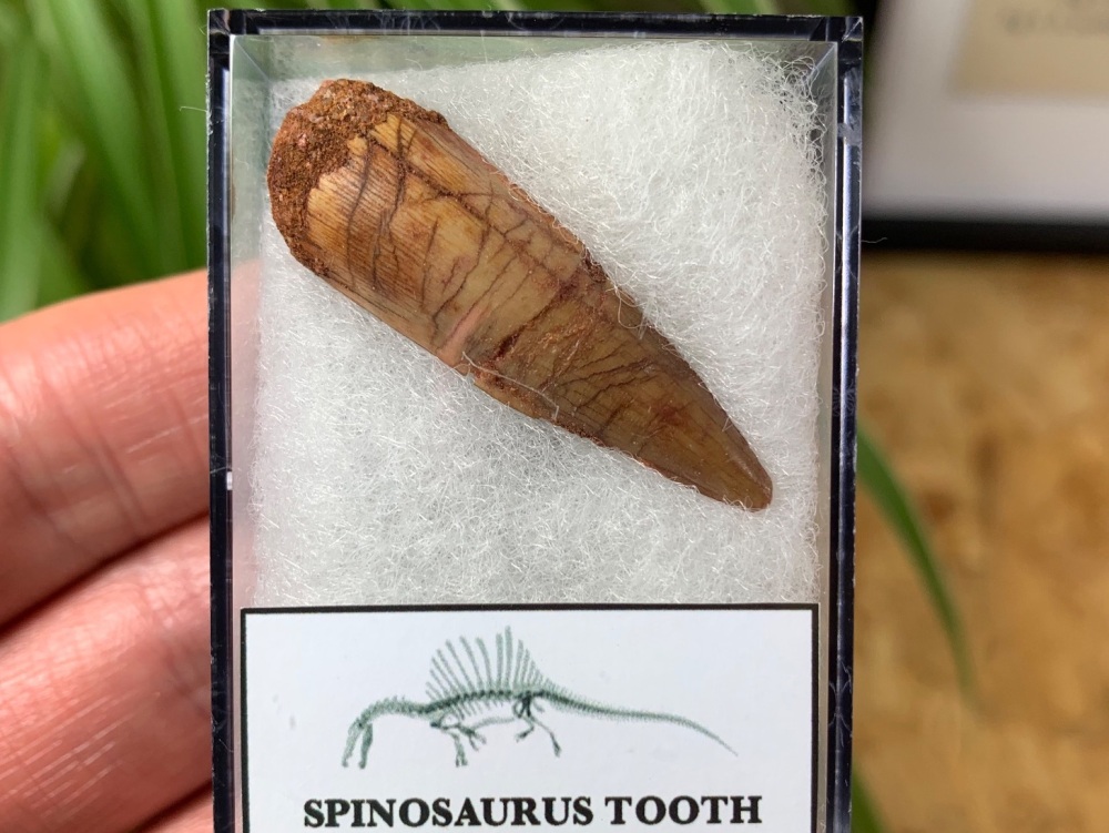 Spinosaurus Tooth - 1.44 inch #SP26