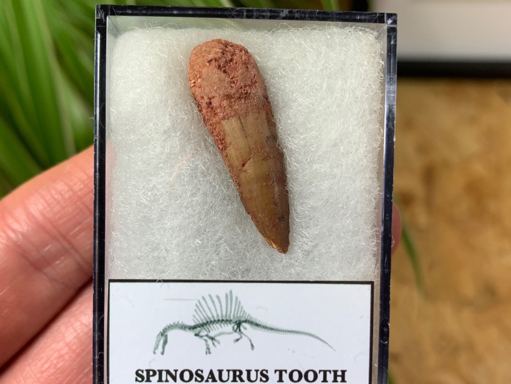 Spinosaurus Tooth - 1.13 inch #SP27