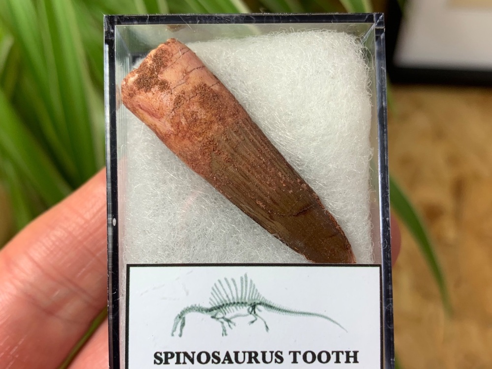 Spinosaurus Tooth - 1.63 inch #SP28