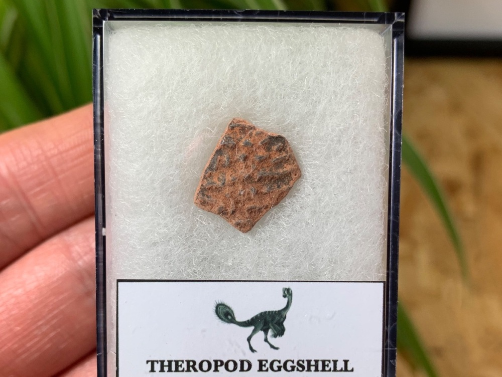 Theropod Dinosaur Eggshell (Henan Province, China) #07