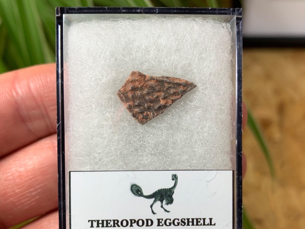 Theropod Dinosaur Eggshell (Henan Province, China) #10