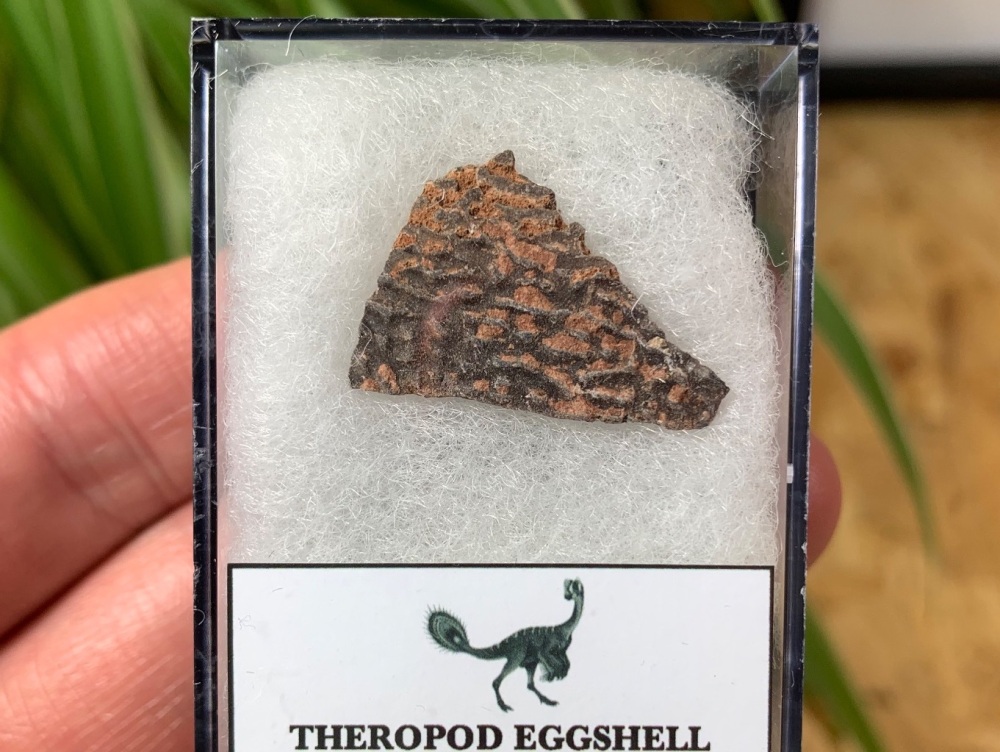 Theropod Dinosaur Eggshell (Henan Province, China) #13
