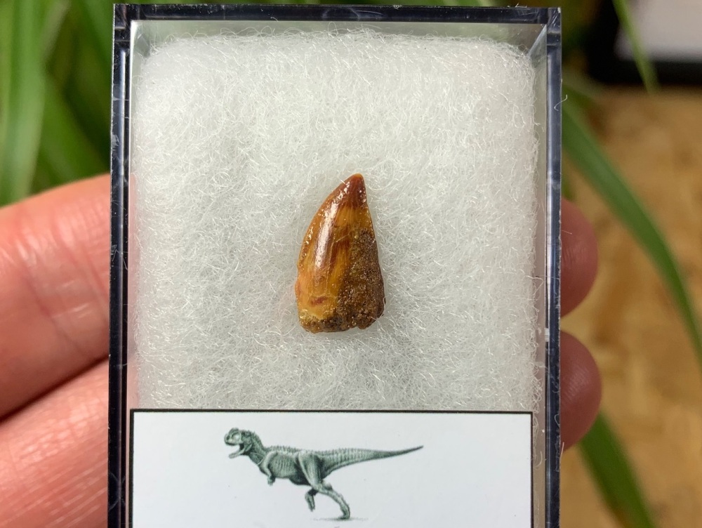 Abelisaur Dinosaur Tooth #AB08