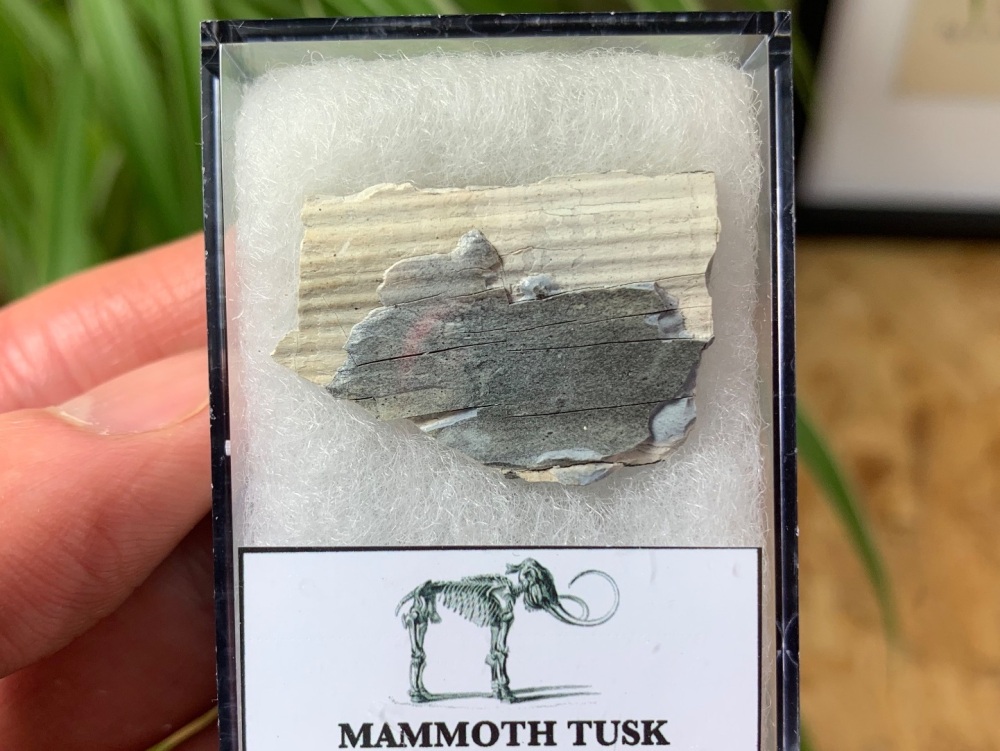 Woolly Mammoth Tusk (boxed) #04