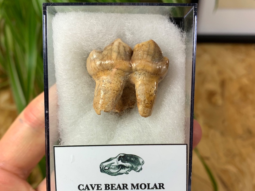 Ursus spelaeus Cave Bear Tooth (molar) #01