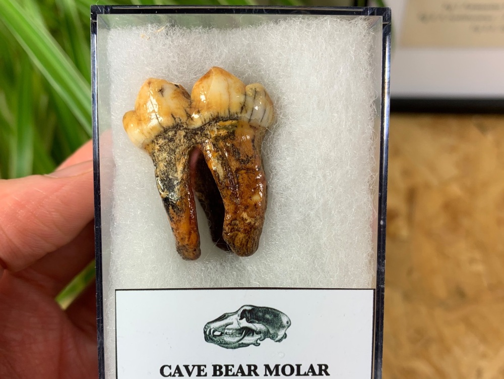 Ursus spelaeus Cave Bear Tooth (molar) #02
