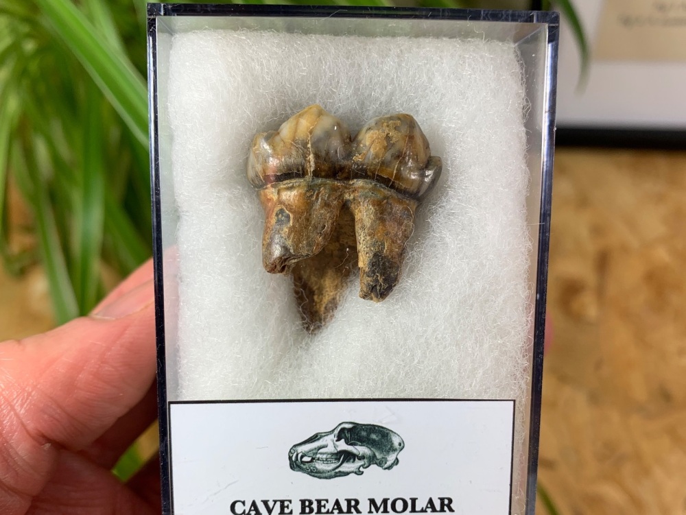 Ursus spelaeus Cave Bear Tooth (molar) #03