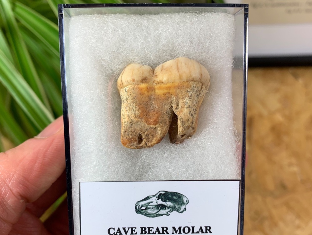 Ursus spelaeus Cave Bear Tooth (molar) #05