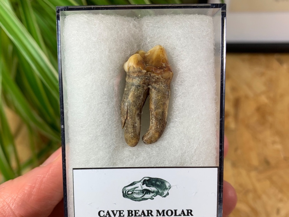 Ursus spelaeus Cave Bear Tooth (molar) #07