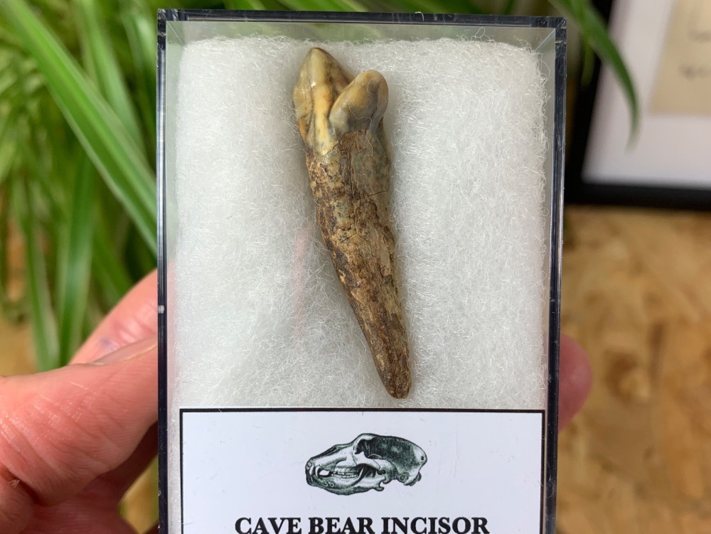 Ursus spelaeus Cave Bear Tooth (incisor) #09