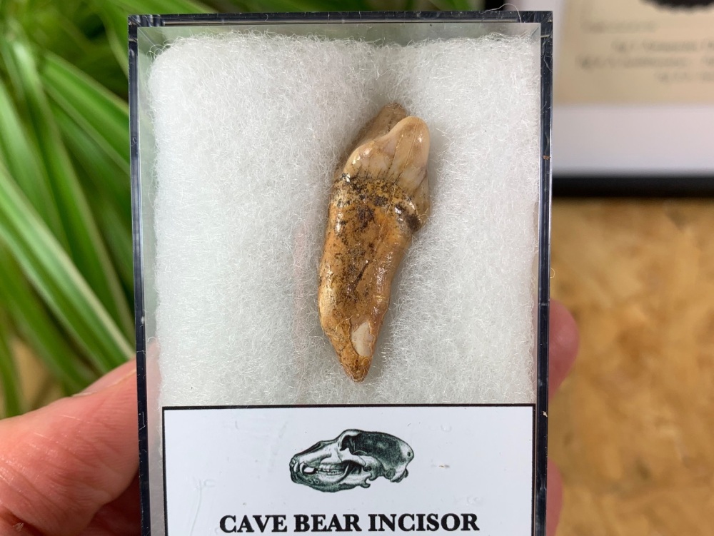 Ursus spelaeus Cave Bear Tooth (incisor) #10