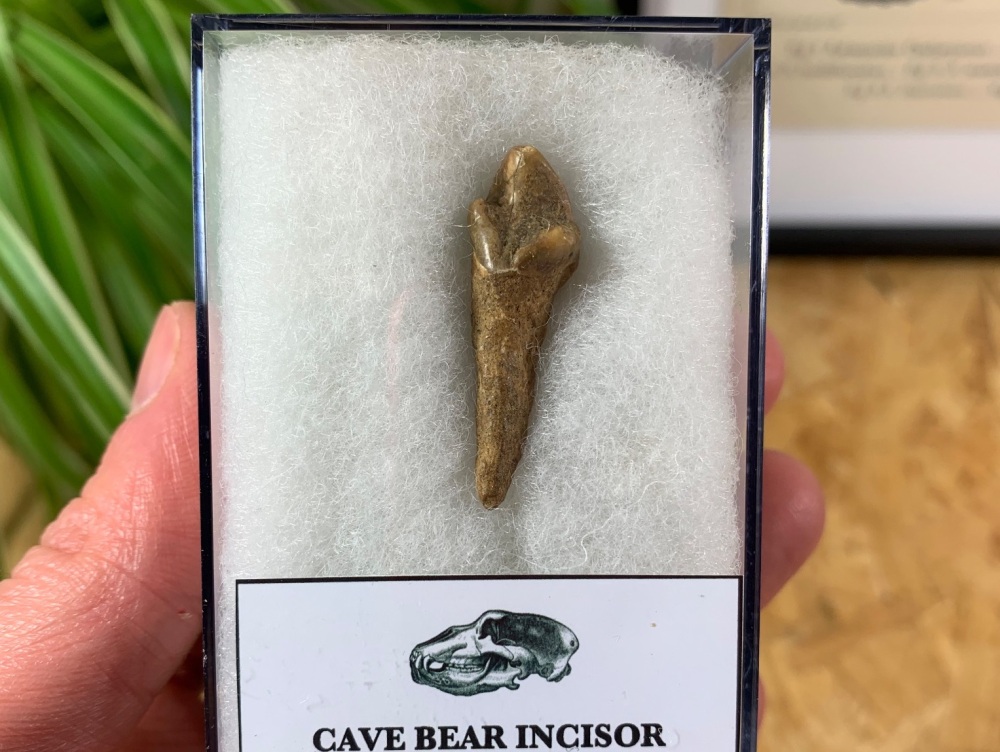 Ursus spelaeus Cave Bear Tooth (incisor) #11