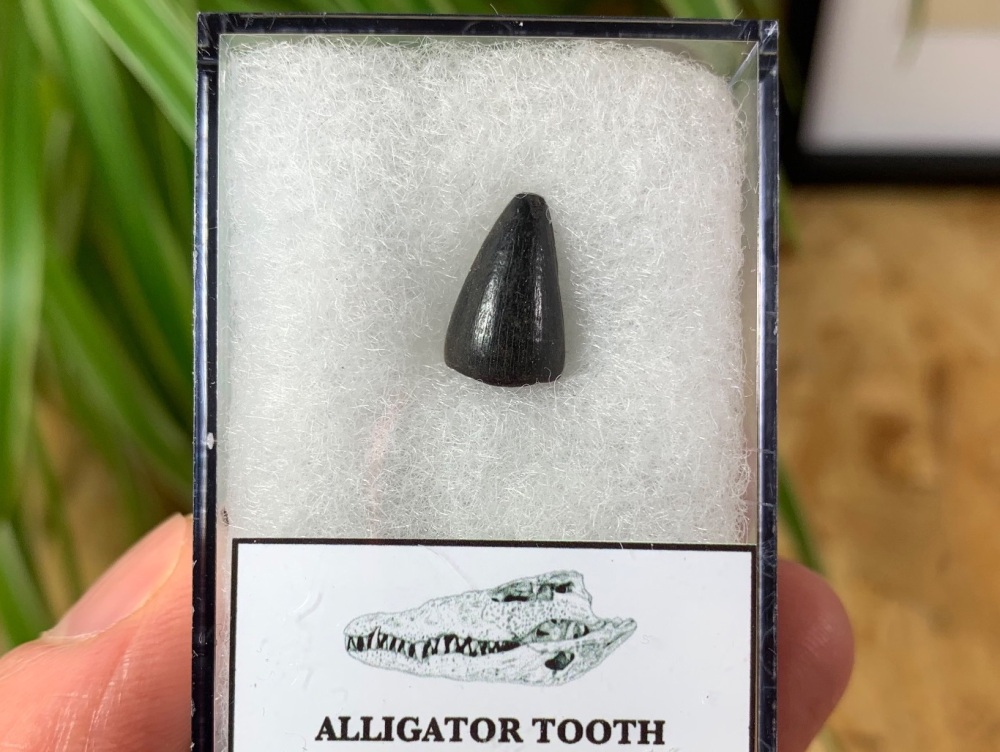 Alligator Tooth, Florida #01
