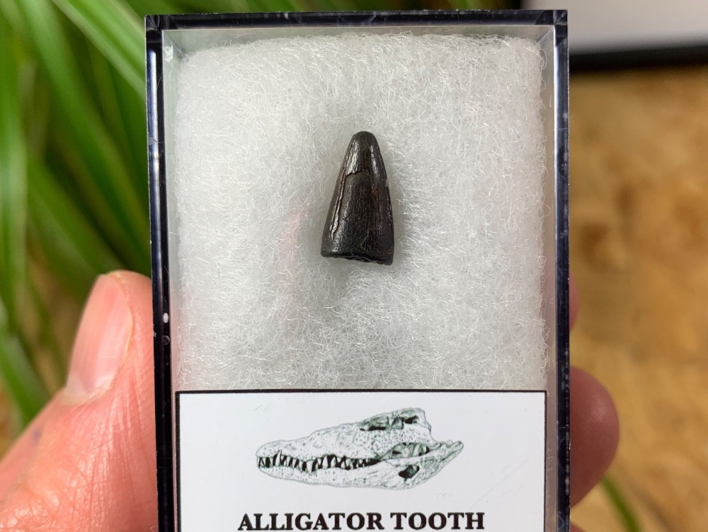 Alligator Tooth, Florida #02