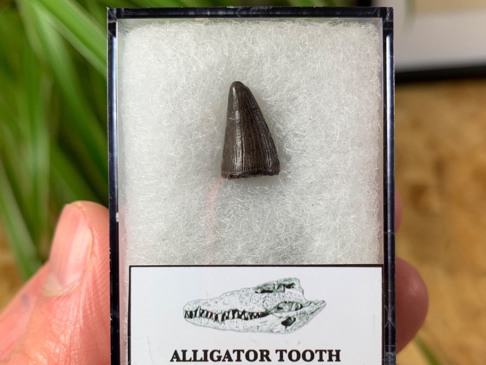 Alligator Tooth, Florida #03