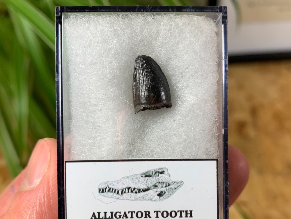 Alligator Tooth, Florida #04