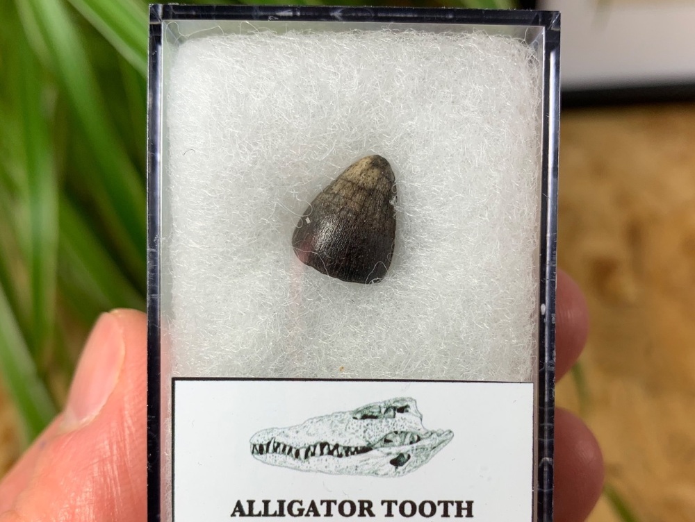 Alligator Tooth, Florida #05