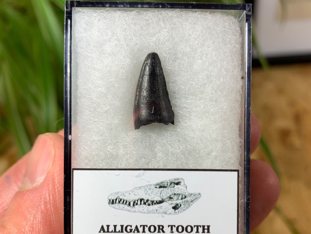 Alligator Tooth, Florida #06