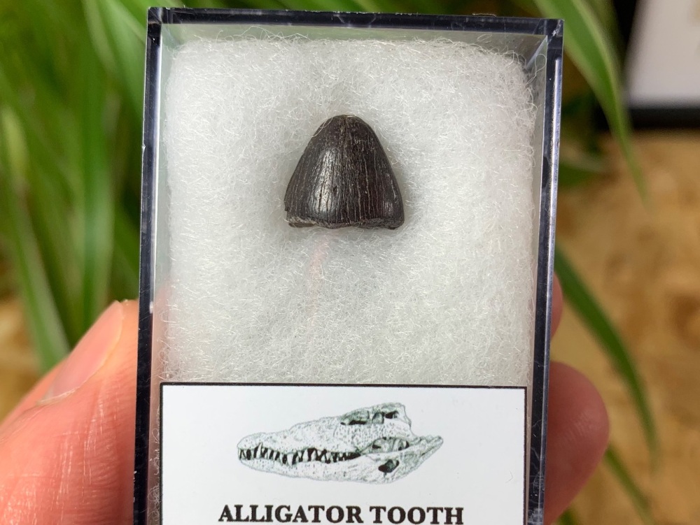 Alligator Tooth, Florida #07