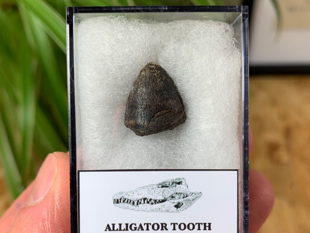 Alligator Tooth, Florida #08
