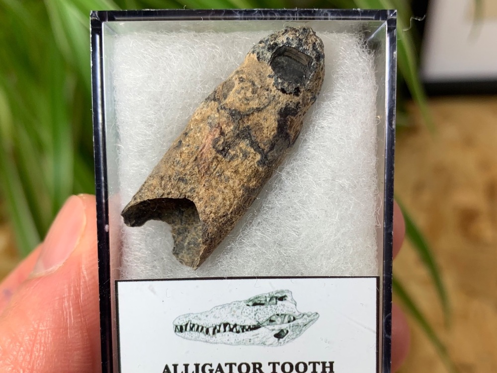 Alligator Tooth, Florida #09