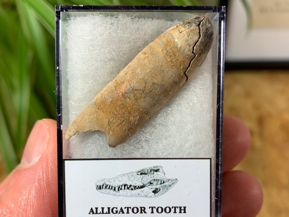 Alligator Tooth, Florida #10