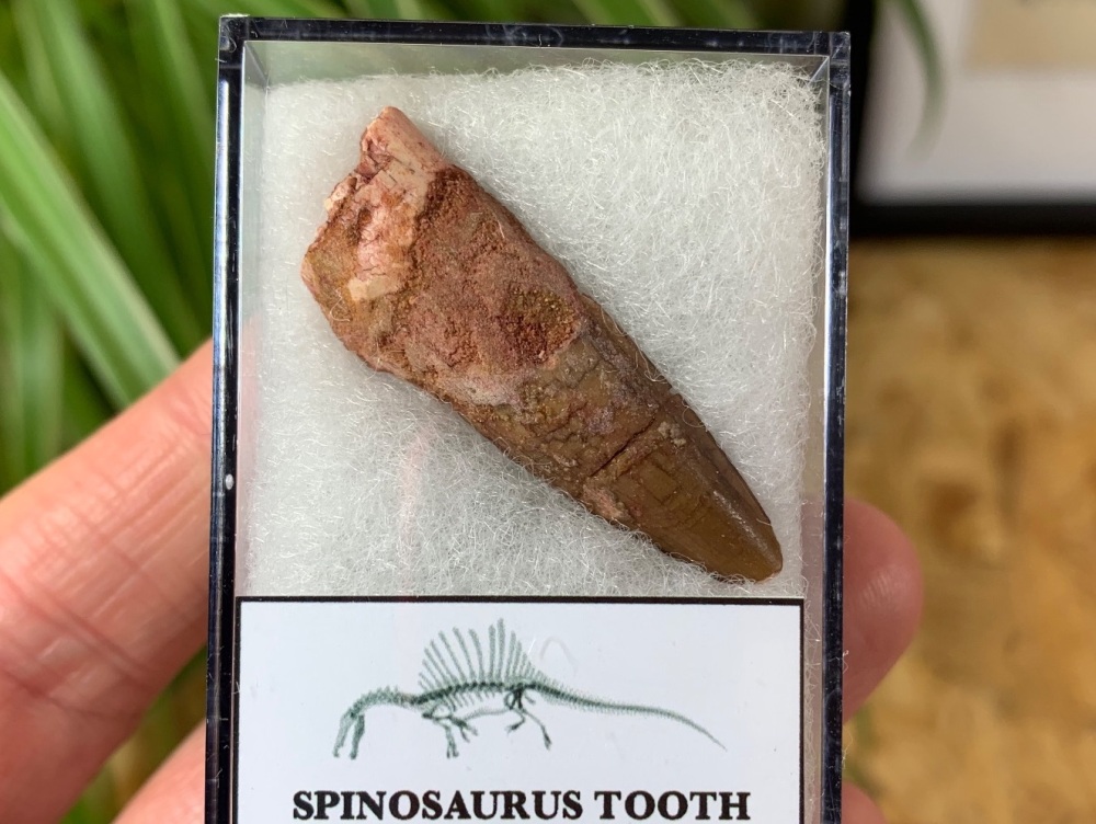 Spinosaurus Tooth - 1.5 inch #SP17