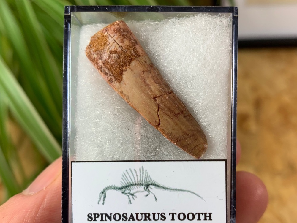 Spinosaurus Tooth - 1.44 inch #SP18