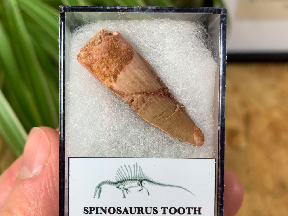 Spinosaurus Tooth - 1.5 inch #SP20