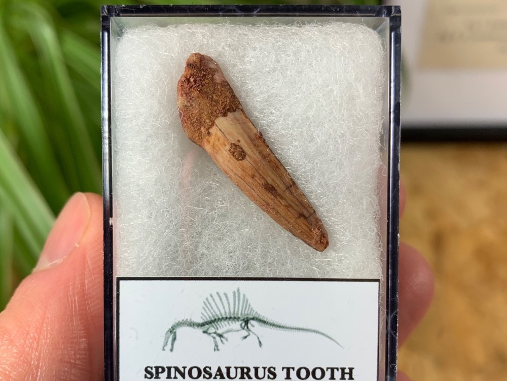 Spinosaurus Tooth - 1.19 inch #SP21