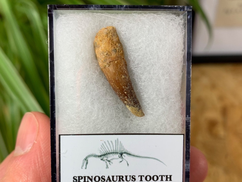 Spinosaurus Tooth - 1 inch #SP22